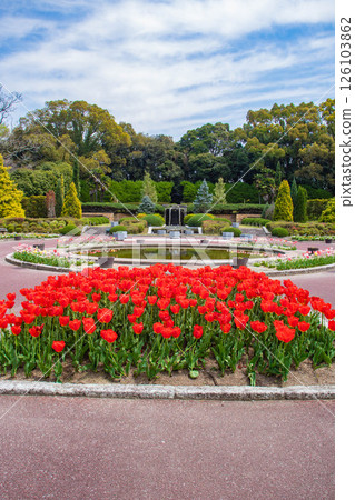 [Kyoto Scenery] Colorful tulips in spring at Kyoto Prefectural Botanical Garden 126103862