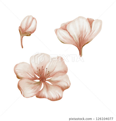 Cherry blossoms and delicate buds isolated on white. Soft watercolor floral illustration for spring wedding decor, botanical branding or romantic stationery design Cherry blossoms and delicate buds isolated on white. Soft watercolor floral illustration for spring wedding decor, botanical branding or romantic stationery design 126104077