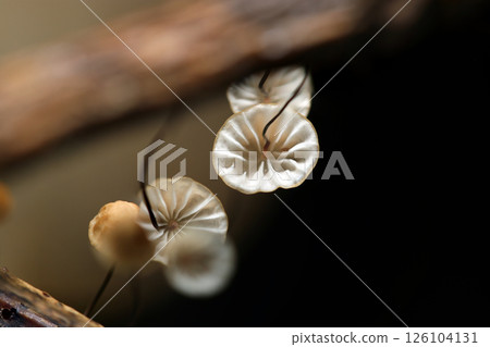 Close-up photo of the shape of the underside of the cap of the tiny mushroom, Okiochibatake (macro flash photography in natural environment) 126104131