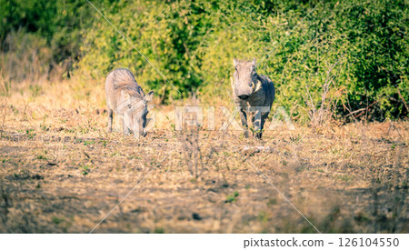 African warthogs 126104550
