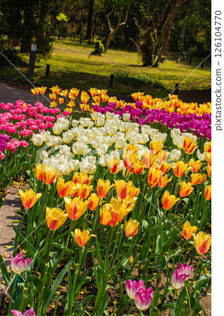 [京都風景] 京都府立植物園春天色彩繽紛的鬱金香 126104770