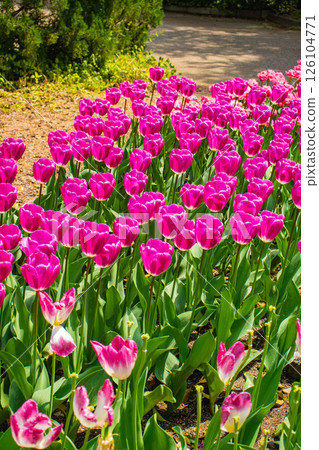 [Kyoto Scenery] Colorful tulips in spring at Kyoto Prefectural Botanical Garden 126104771