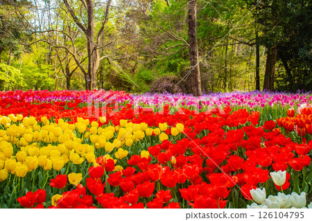 [京都風景] 京都府立植物園春天色彩繽紛的鬱金香 126104795