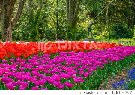 [京都風景] 京都府立植物園春天色彩繽紛的鬱金香 126104797