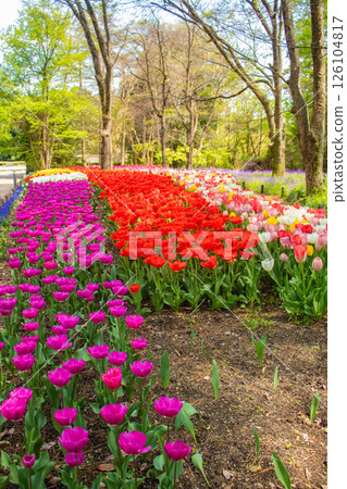 [京都風景] 京都府立植物園春天色彩繽紛的鬱金香 126104817