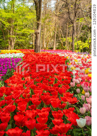 [Kyoto Scenery] Colorful tulips in spring at Kyoto Prefectural Botanical Garden 126104819