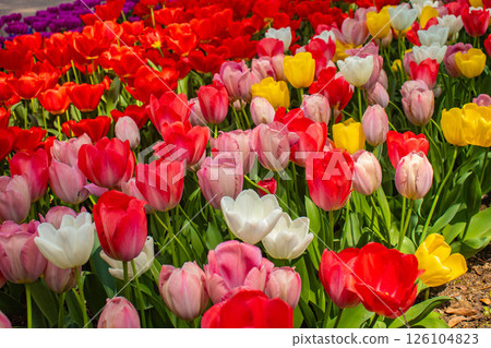 [京都風景] 京都府立植物園春天色彩繽紛的鬱金香 126104823