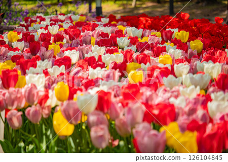 [京都風景] 京都府立植物園春天色彩繽紛的鬱金香 126104845