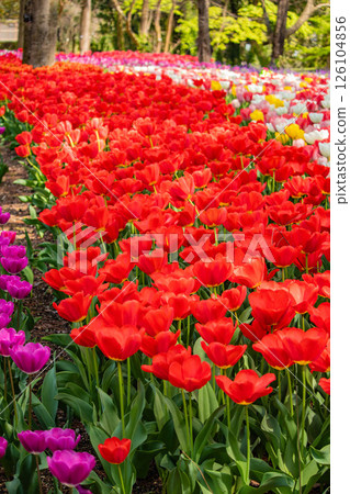 [京都風景] 京都府立植物園春天色彩繽紛的鬱金香 126104856