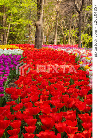 [京都風景] 京都府立植物園春天色彩繽紛的鬱金香 126104857