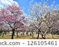 Red and white plum blossoms blooming in the plum garden of "Aoba no Mori Park" and the blue sky 126105461