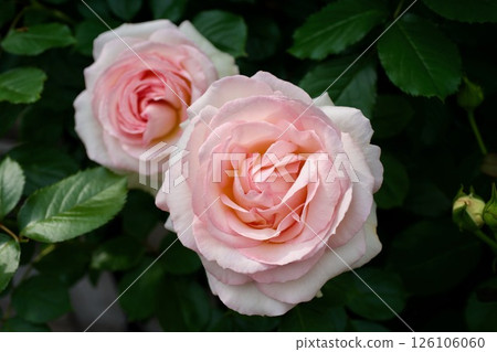 Bran Pierre de Ronsar Bran Pierre de Ronsar 126106060