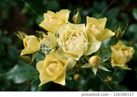 琥珀玫瑰 126106117