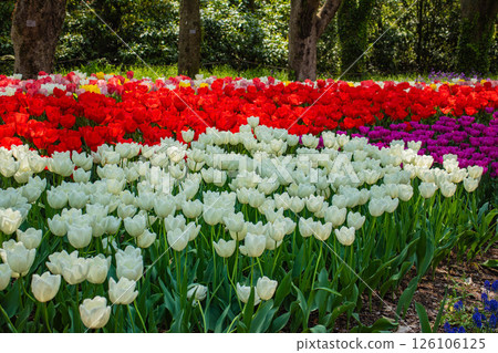 [Kyoto Scenery] Colorful tulips in spring at Kyoto Prefectural Botanical Garden 126106125