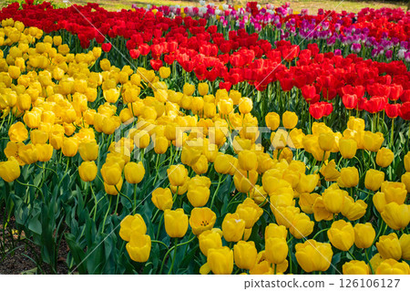 [Kyoto Scenery] Colorful tulips in spring at Kyoto Prefectural Botanical Garden 126106127