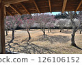 Plum grove and shadows seen from a gazebo at "Showa no Mori" 126106152