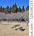 Red and white plum blossoms blooming in the plum grove and a bench under the blue sky at "Showa no Mori" 126106153