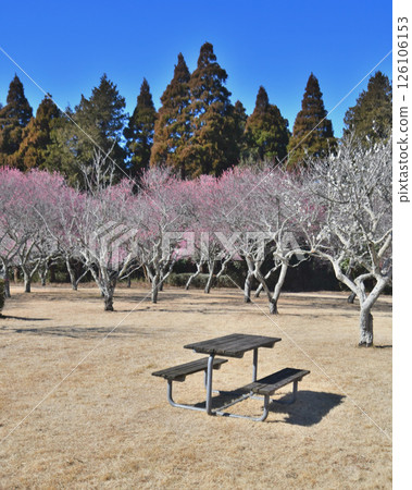 Red and white plum blossoms blooming in the plum grove and a bench under the blue sky at "Showa no Mori" 126106153