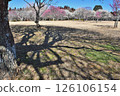 Red and white plum blossoms blooming under the blue sky at "Showa no Mori" and silhouettes of plum trees 126106154