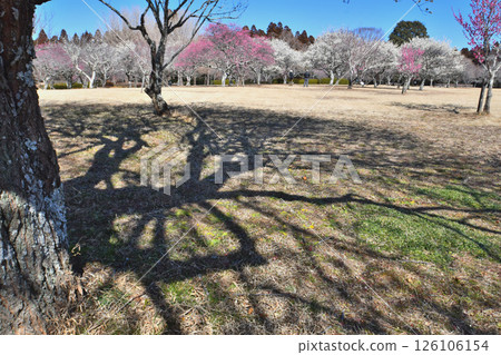 Red and white plum blossoms blooming under the blue sky at "Showa no Mori" and silhouettes of plum trees 126106154