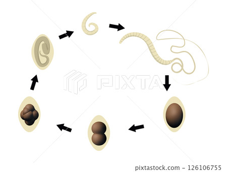 Whipworm lifecycle showing different stages 126106755