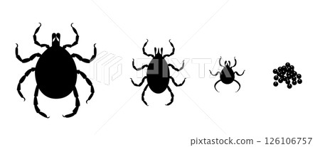 Mite life cycle showing growth stages from egg to adult 126106757