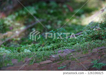Cedar and cypress trees growing on moss Cedar and cypress trees growing on moss 126106825