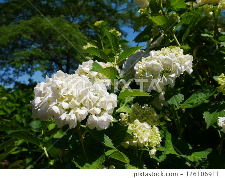 Beautiful white hydrangea 126106911