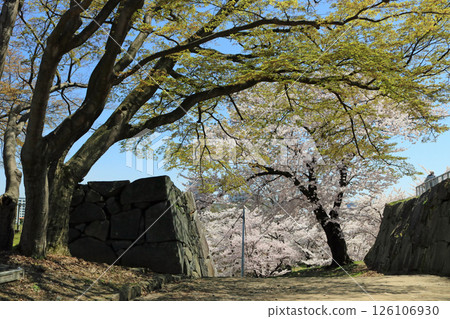 Morioka Cherry Blossom Festival, Morioka Castle Ruins Park (Honmaru) Morioka Cherry Blossom Festival, Morioka Castle Ruins Park (Honmaru) 126106930