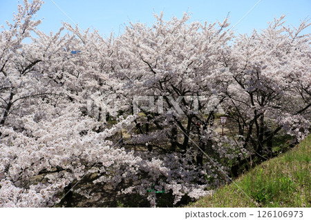盛岡櫻花節、盛岡城跡公園(淡路丸) 盛岡櫻花節、盛岡城跡公園(淡路丸) 126106973