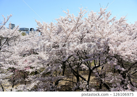 Morioka Cherry Blossom Festival, Morioka Castle Ruins Park (Awaji Maru) Morioka Cherry Blossom Festival, Morioka Castle Ruins Park (Awaji Maru) 126106975