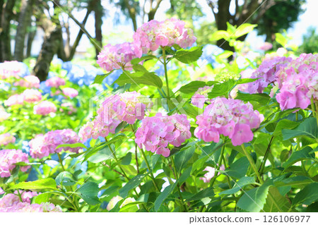 Pale pink hydrangea blooming in the shade Pale pink hydrangea blooming in the shade 126106977