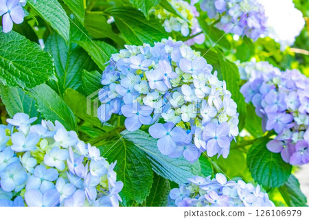 大型淡藍色繡球花 126106979