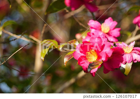 為冬天著色的山茶花 為冬天著色的山茶花 126107017