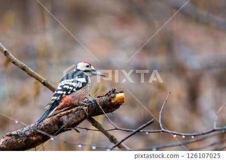 A great spotted woodpecker perched on a tree branch searching for food 126107025