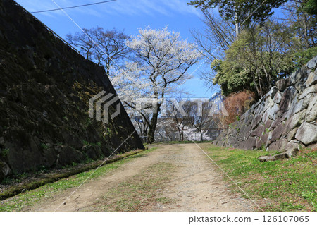 Morioka Sakura Festival, Morioka Castle Ruins Park (under the Corridor Bridge) Morioka Sakura Festival, Morioka Castle Ruins Park (under the Corridor Bridge) 126107065