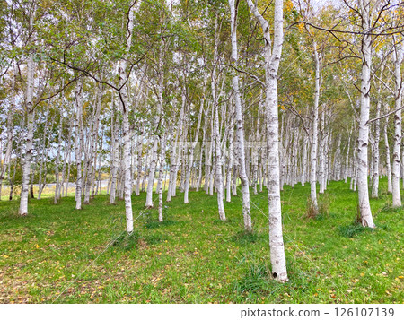 Hokkaido Birch Tree Hokkaido Birch Tree 126107139