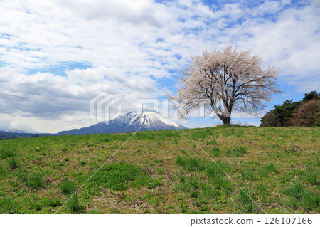 Takizawa Cherry Blossom (Iwate Prefecture) 126107166