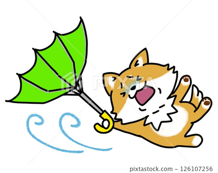 Shiba Inu victim of typhoon 126107256