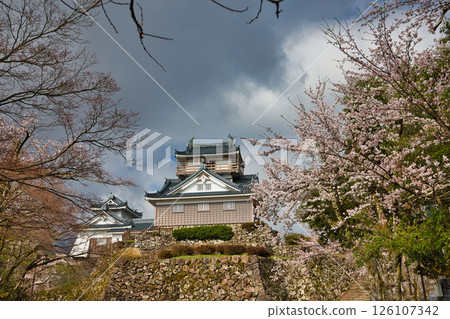 Ono Castle with cherry blossoms in full bloom 126107342