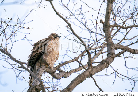 A mountain hawk perched on a tree branch, observing its surroundings. A mountain hawk perched on a tree branch, observing its surroundings. 126107452