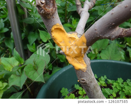 Fig tree with wounds closed with healing agent 126107585