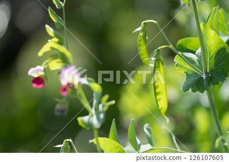 Field peas and flowers 126107605