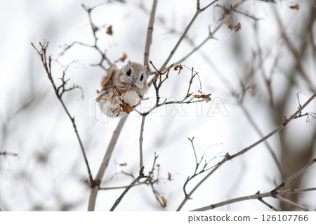 一隻飛鼠在樹枝上吃食物 126107766