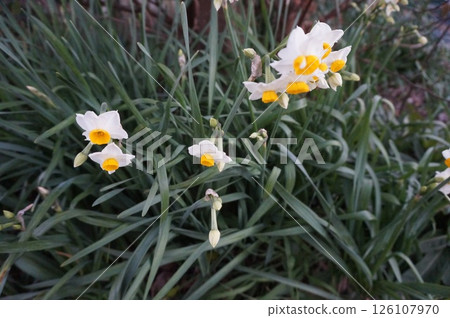 水仙 水仙 126107970