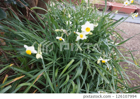 Narcissus 126107994