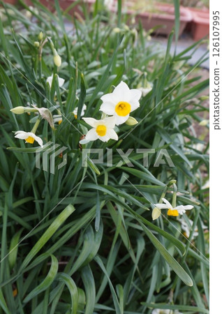 Narcissus 126107995