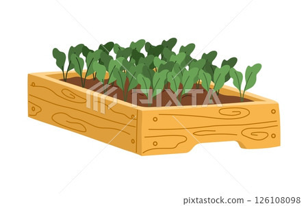 Wooden raised bed filled with young green vegetable plants, representing gardening, eco living or farming. Cartoon flat vector natural agricultural production, harvest, healthy eating, seasonal foods Wooden raised bed filled with young green vegetable plants, representing gardening, eco living or farming. Cartoon flat vector natural agricultural production, harvest, healthy eating, seasonal foods 126108098
