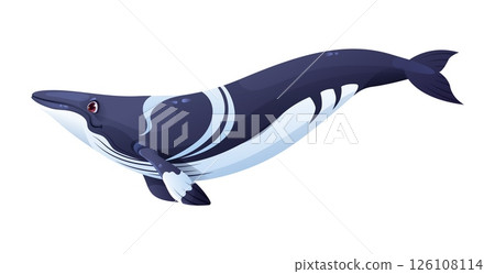 Cartoon whale character swimming underwater with calm expression. Isolated vector marine mammal animal personage with blue curve body, white belly and fins, ocean inhabitant giant sperm whale 126108114