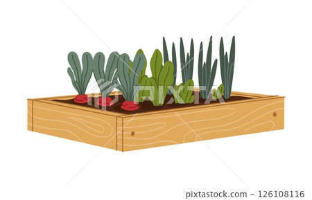 Wooden garden bed filled with soil and sprouting fresh vegetables like radish, spinach, and green onion. Cartoon vector flat fresh greens and veggies for farm, gardening or organic food concepts 126108116